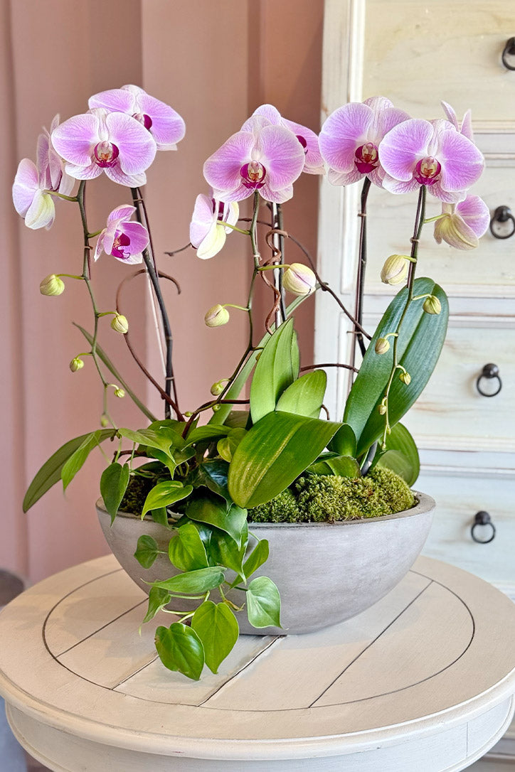 Tickled Pink Orchids