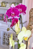 Tropical Trio Orchids