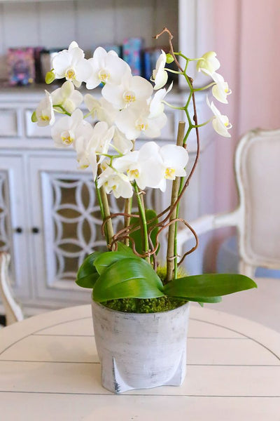 Hillsborough Orchids