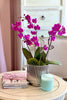 Viva Magenta Orchids