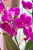 Viva Magenta Orchids