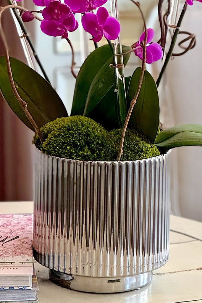 Viva Magenta Orchids