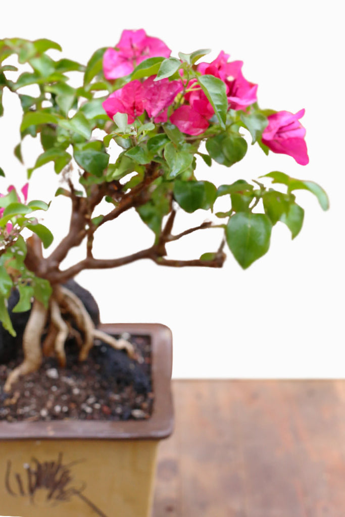 Wandering Nymph Bonsai