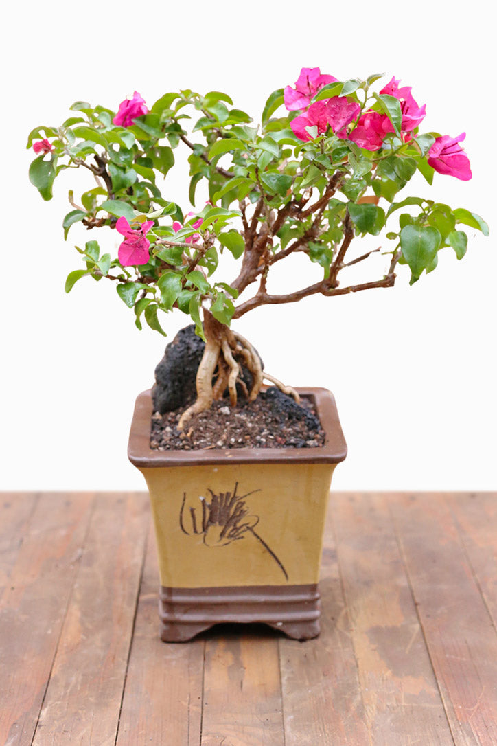 Wandering Nymph Bonsai