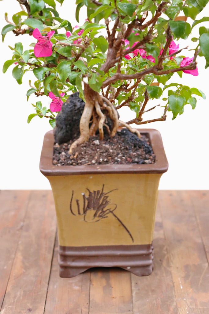 Wandering Nymph Bonsai