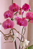 Watermelon Pink Orchids