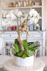 Westwood Orchids