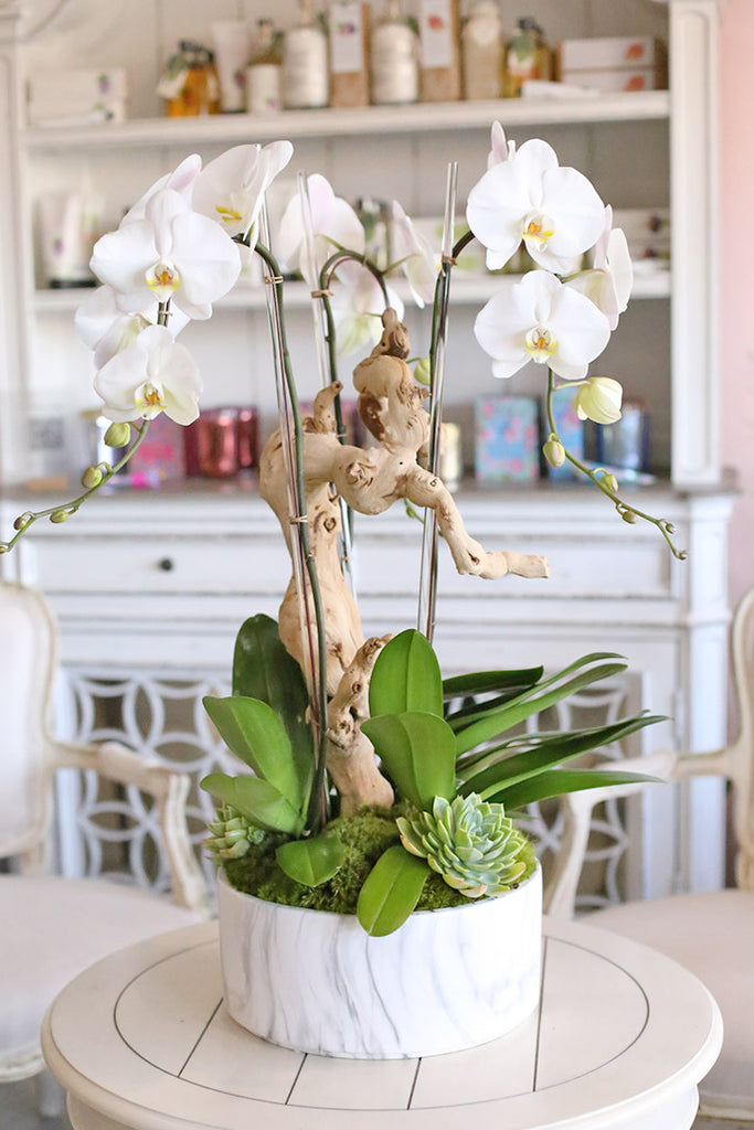 Westwood Orchids