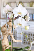Westwood Orchids