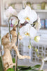 Westwood Orchids