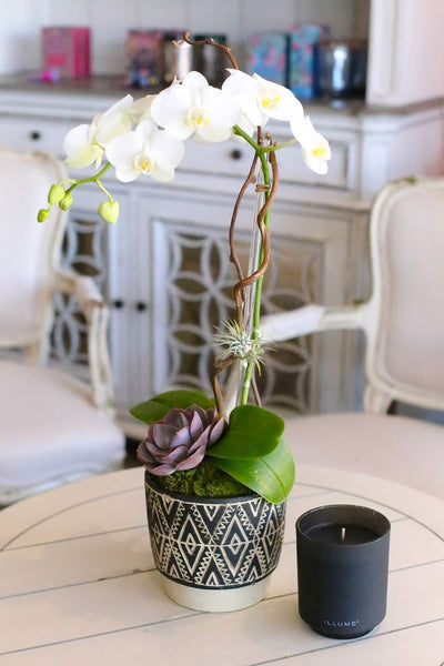 White Irvine Orchids