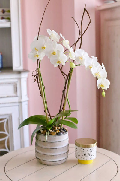 White Laguna Orchids