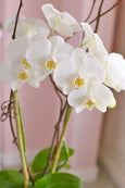 White Laguna Orchids