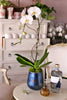 Whittier Orchids