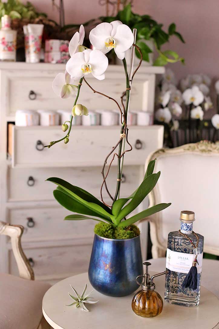 Whittier Orchids
