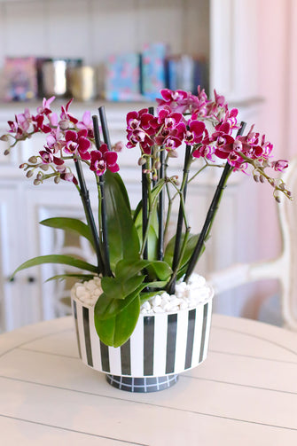 Orchid Plant Arrangements