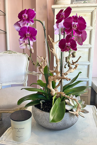 You’re a Gem Orchids