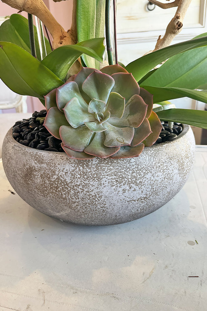 You’re a Gem Orchids