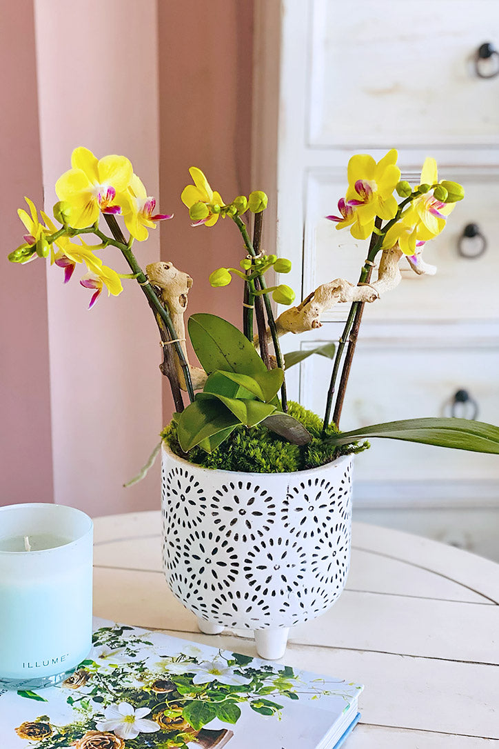 Zest for Life Orchids