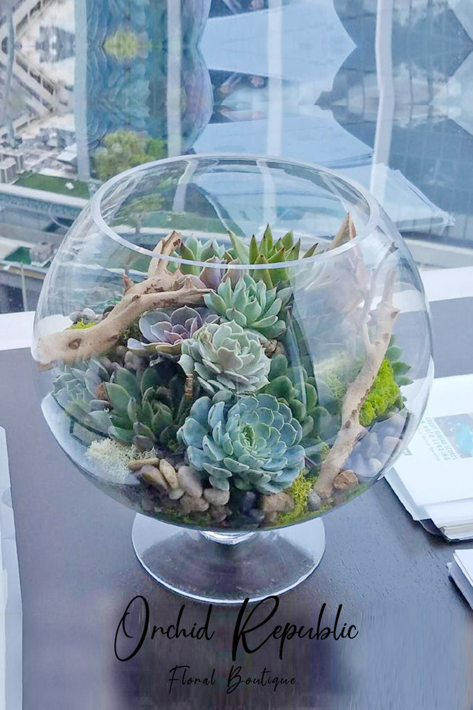 chic boutique succulent Echeveria Wonderland