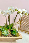 White Wall Orchids