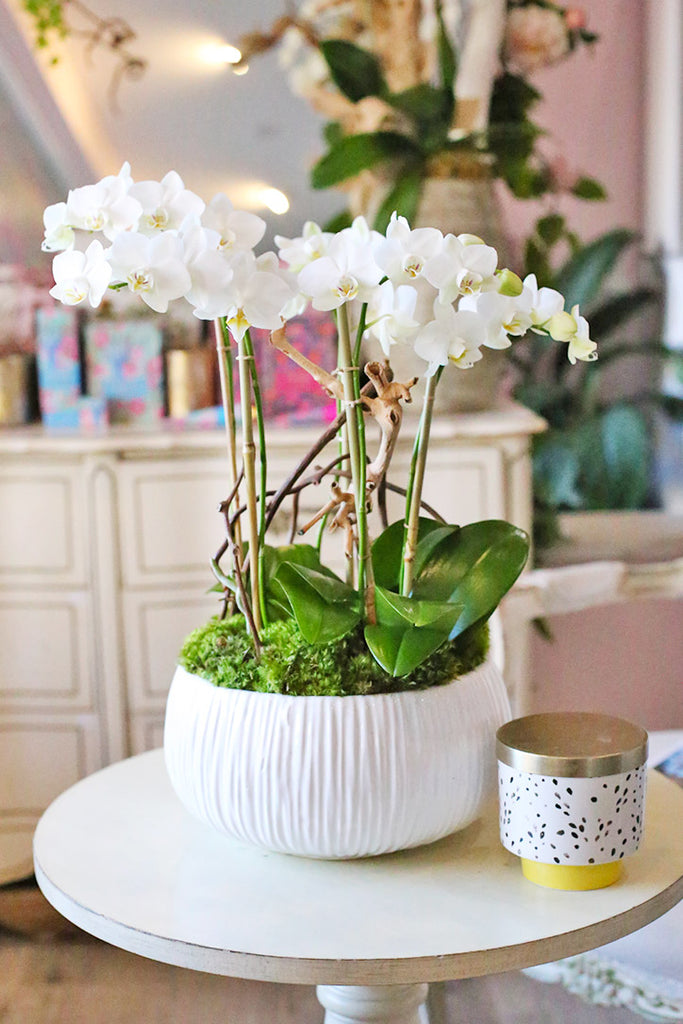 White Jewel Orchids