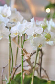 White Jewel Orchids