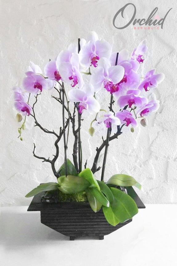 Adorable Orchids