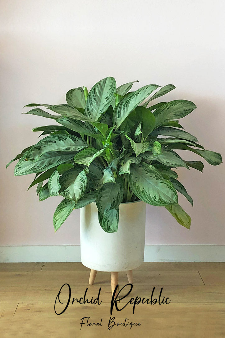aglaonema bay Aglaonema Silver Bay – Orchid Republic Floral Boutique