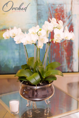 Orchid Plants Bestsellers