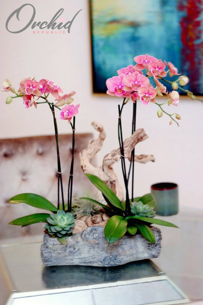 Arcadia Orchids