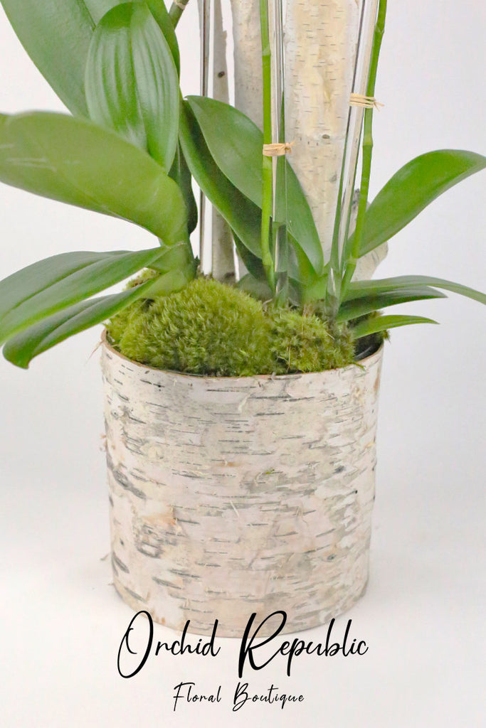 White Atwood Orchids