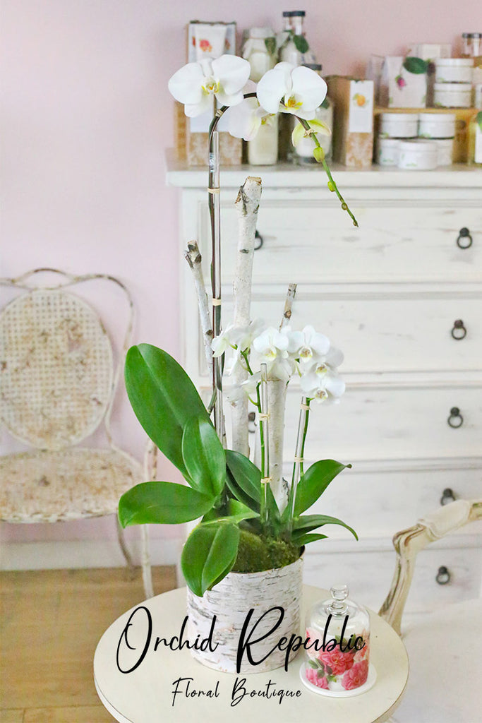 White Atwood Orchids