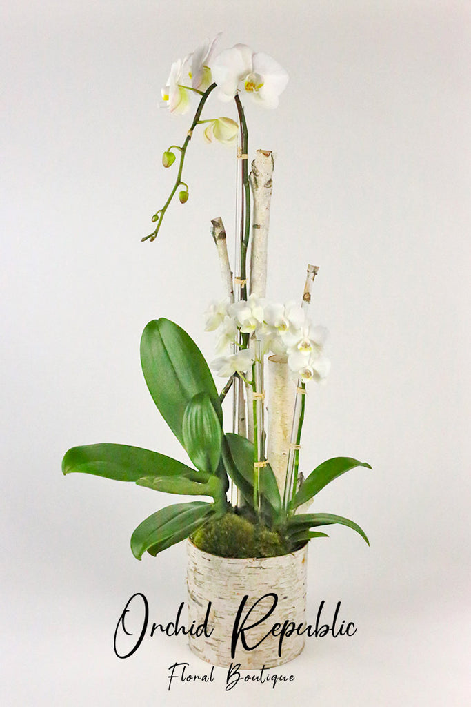 White Atwood Orchids