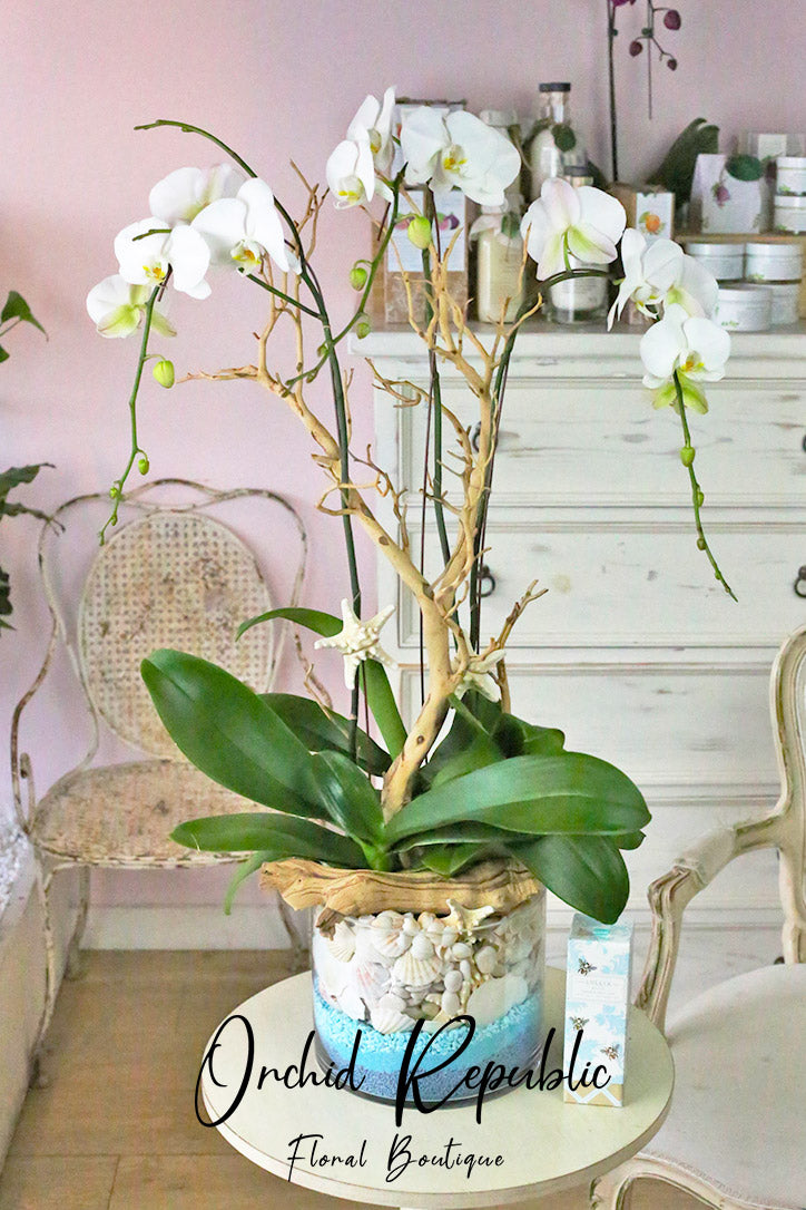 orchid plant pots large Balboa Peninsula Orchids – Orchid Republic Floral Boutique