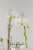 Balboa Peninsula Orchids