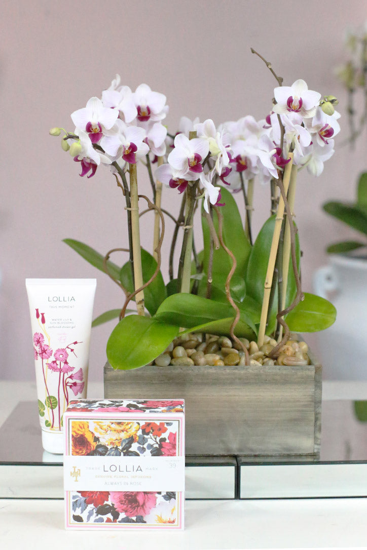 Berry Kisses Orchids