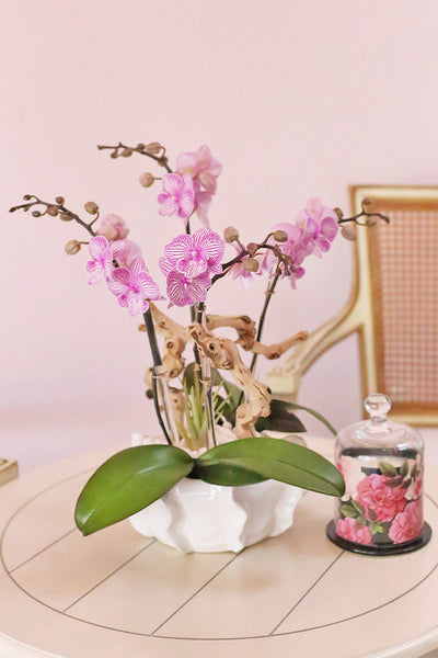 Orchid Serenade
