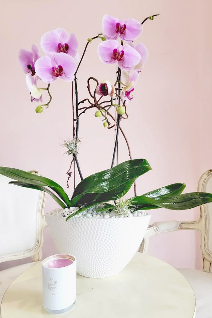 Blushing Kiss Orchids