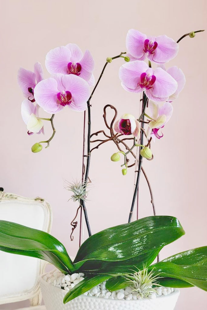 Blushing Kiss Orchids
