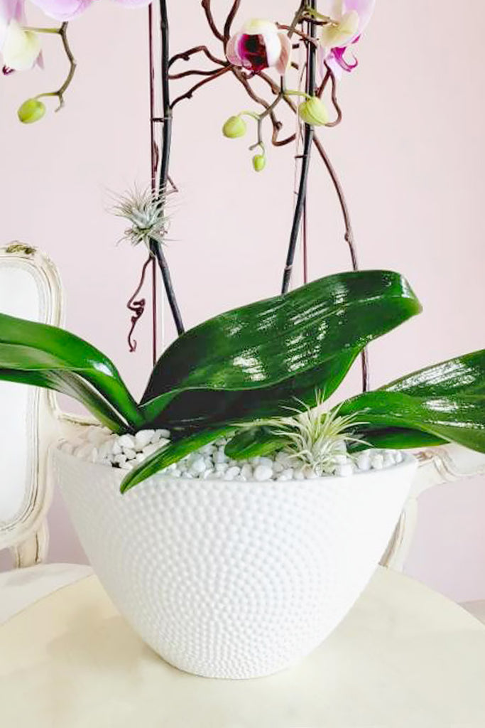 Blushing Kiss Orchids