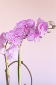 Candy Pink Orchids