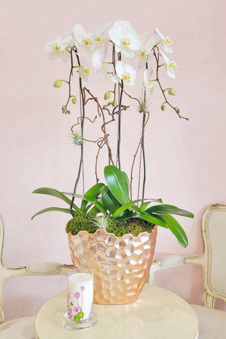 celestial plant pot Celestial White Orchids – Orchid Republic Floral Boutique