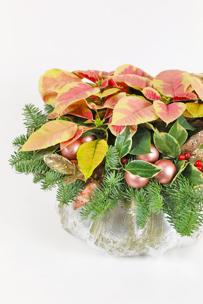 Winter Blush Poinsettia