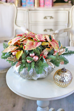 Winter Blush Poinsettia