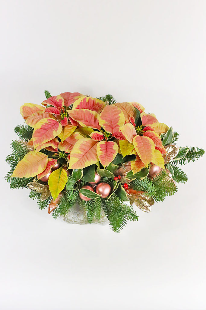 Winter Blush Poinsettia