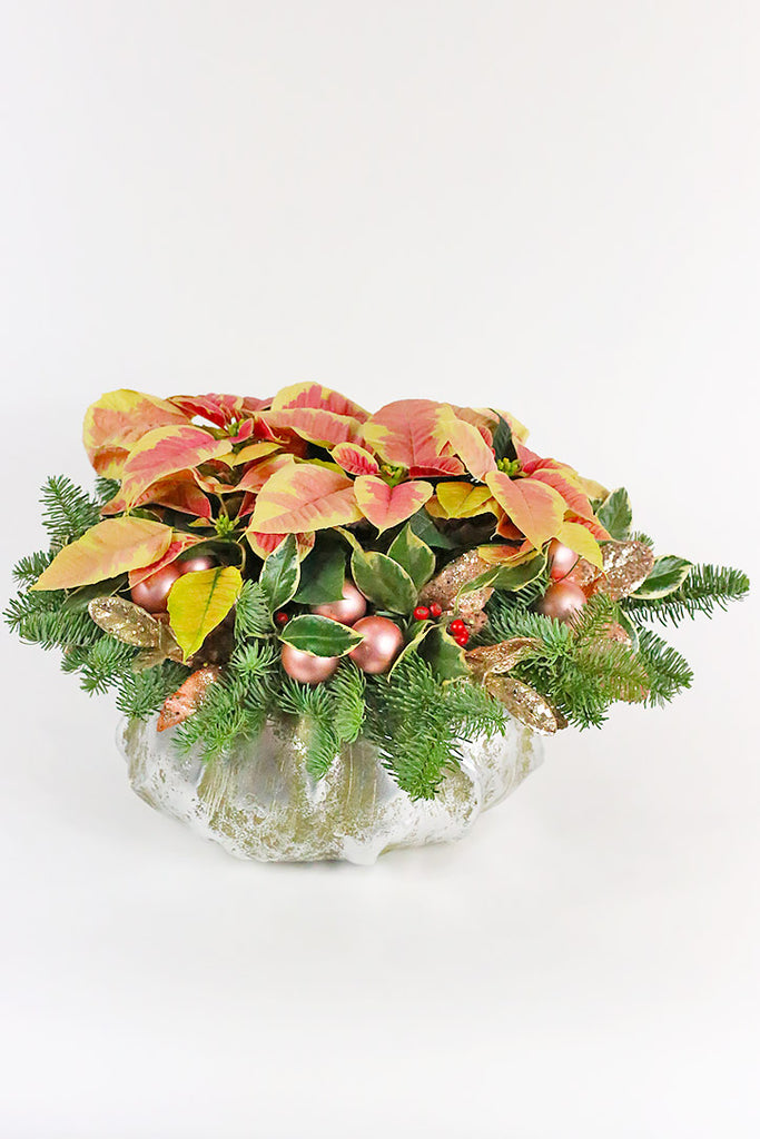 Winter Blush Poinsettia
