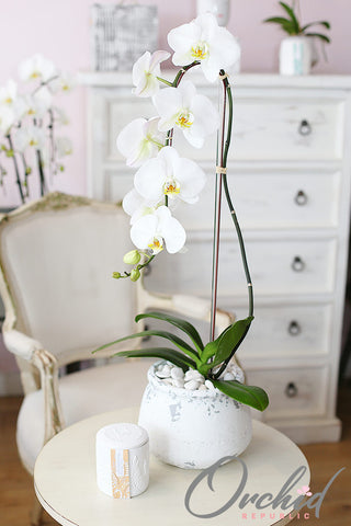 WHITE ORCHIDS