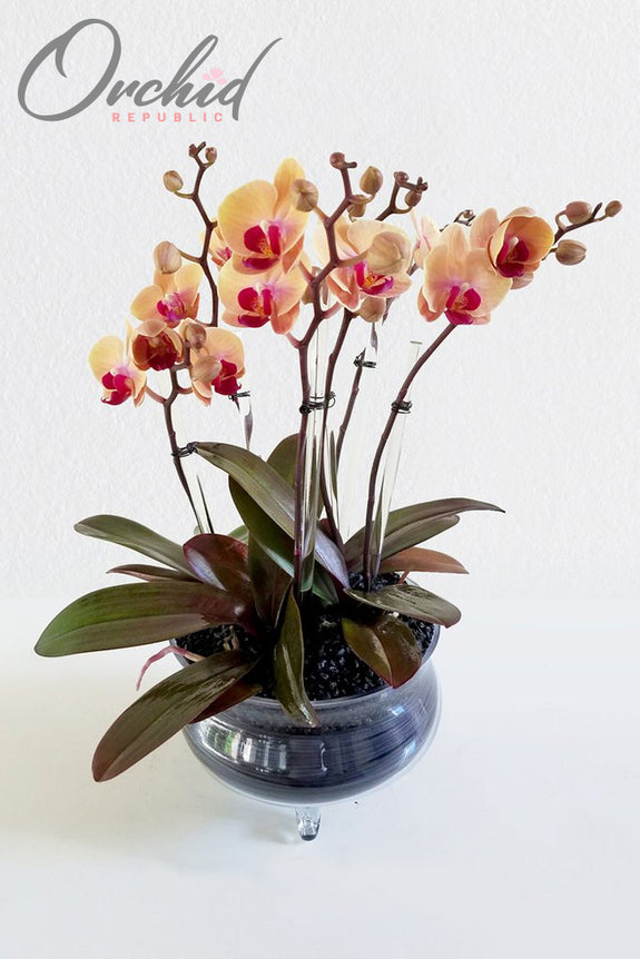 Demeter Orchids
