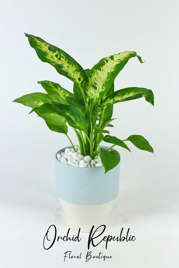dieffenbachia flores Dieffenbachia – Orchid Republic Floral Boutique